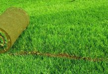 Рулонный газон: главные критерии выбора Рулонный газон