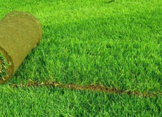 Рулонный газон: главные критерии выбора Рулонный газон