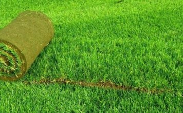 Рулонный газон: главные критерии выбора Рулонный газон