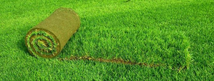 IMG_01 Рулонный газон