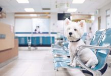 Визит в ветклинику: стратегия «мягких лап» ветклиника