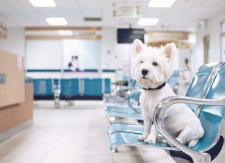 Визит в ветклинику: стратегия «мягких лап» ветклиника