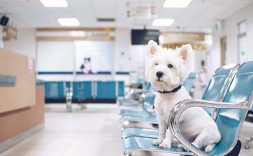 Визит в ветклинику: стратегия «мягких лап» ветклиника