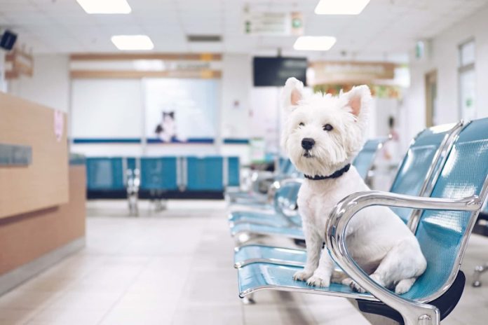 IMG_01 ветклиника