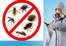 Профессиональный подход к дезинсекции уничтожение тараканов и клопов